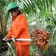 Пальмовое масло: вред и польза